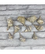 Conch Seashells Shell Variety Lot of 10 With Barnacles Crafts Display Decor - £19.17 GBP