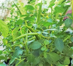 Molokhia Egyptian Spinach Corchorus Jew&#39; Jute Mallow Nalta Fresh Garden USA SELL - £7.40 GBP