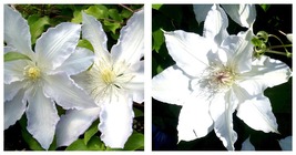 Live Plant - Gillian Blades Clematis - Hint of Blue to Pure White - 2.5&quot;... - $50.99