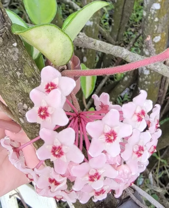 G_S Hoya Carnosa Live Plant Variegated Tricolor Hoya Krimson PrinceS_S 5&quot; In 3&quot;  - $20.71