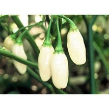 USA SELLER White Habanero Pepper Seeds Fast Shipping - $9.80