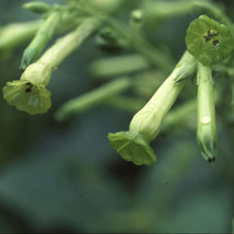 Nicotiana Tubular Bells Fresh Seeds - £20.03 GBP