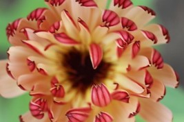 40 Calendula Touch Of Red Flower Seeds Long Lasting Reseeding Annual From US  - $8.35