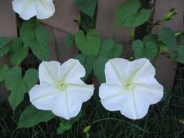 US Seller Moonflower Ipomoea Alba 25 Seeds Fast Shipping - £17.62 GBP