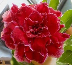 100 pcs Adenium Obesum Seeds Desert Roses Fresh Red Big Double Flowers FRESH SEE - £21.25 GBP