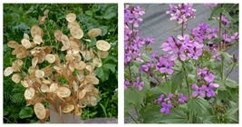 100 Seeds Money Plant Lunaria Annua Violet Dried Flower Garden - £12.78 GBP