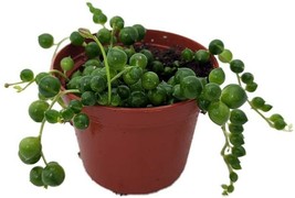 Senecio Rowleyanus Succulent Live Plant String of Pearls Easy to Grow 2.5in Pot - $27.82