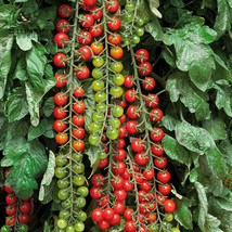 Tomato &#39;Rapunzel&#39; Green Red Bonsai Cherry Tomato 100pcs &#39;Seeds&#39; High Yield for H - £5.40 GBP