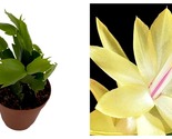 Top Seller - Limelight Dancer Christmas Cactus Plant - Zygocactus - 2&quot; Pot - £22.61 GBP