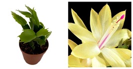 Top Seller - Limelight Dancer Christmas Cactus Plant - Zygocactus - 2&quot; Pot - £22.70 GBP