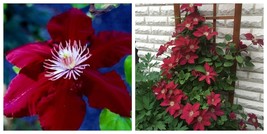 CLEMATIS REBECCA Plant Vine - $42.99