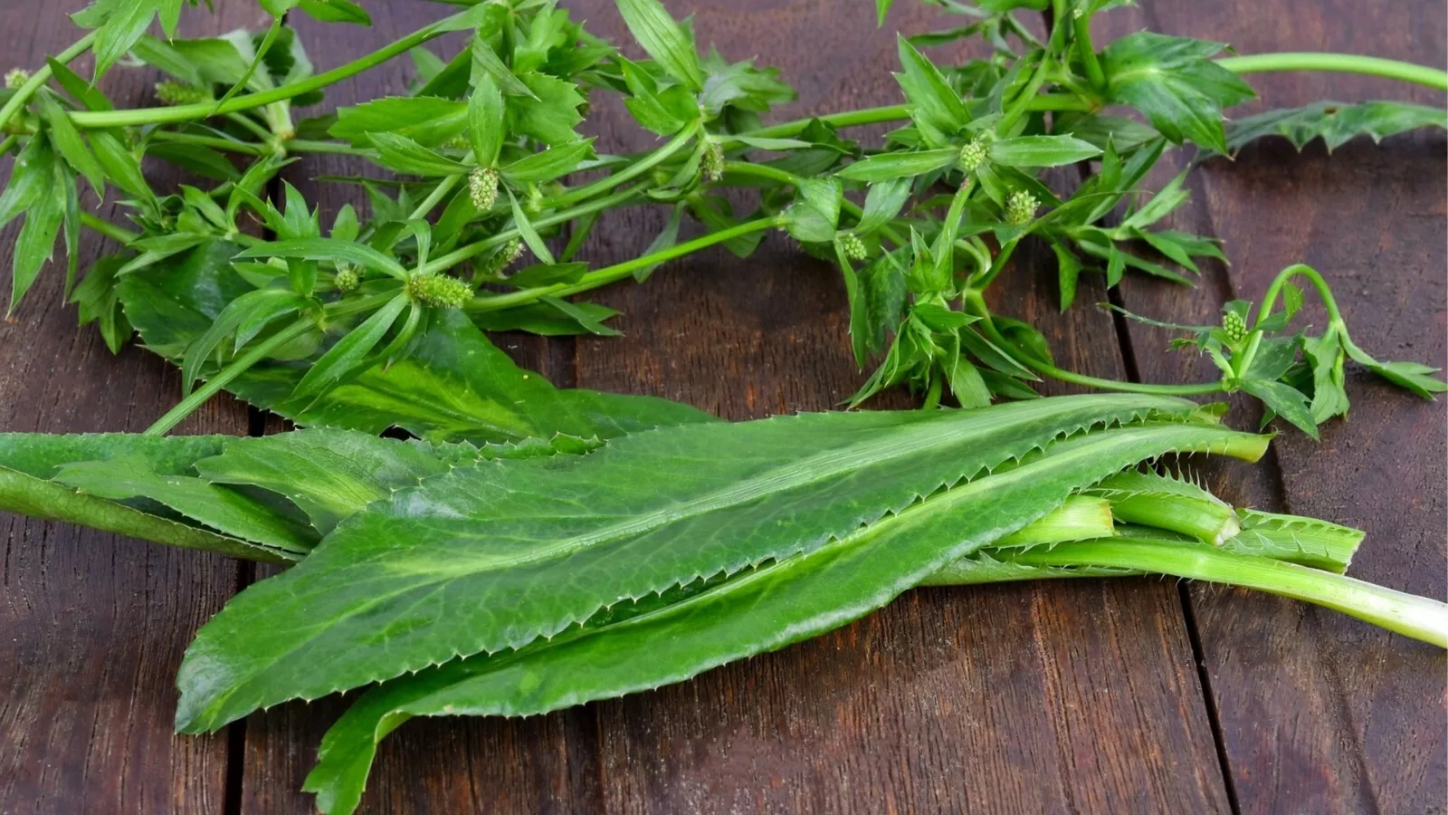 1000+ Culantro Seeds  | recao | ng� gai Non-GMO Eryngium Foetidum Tropic... - $4.00