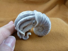 (Naut-w2) Nautilus shell w/ squid of shed moose ANTLER figurine Bali det... - $169.22