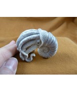 (Naut-w2) Nautilus shell w/ squid of shed moose ANTLER figurine Bali det... - £132.68 GBP