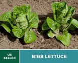 Bibb lettuce 1 thumb155 crop