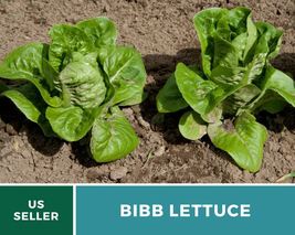 500 Lettuce Bibb Summer Butterhead Seeds Lactuca sativa Vegetable AAS Wi... - £12.39 GBP