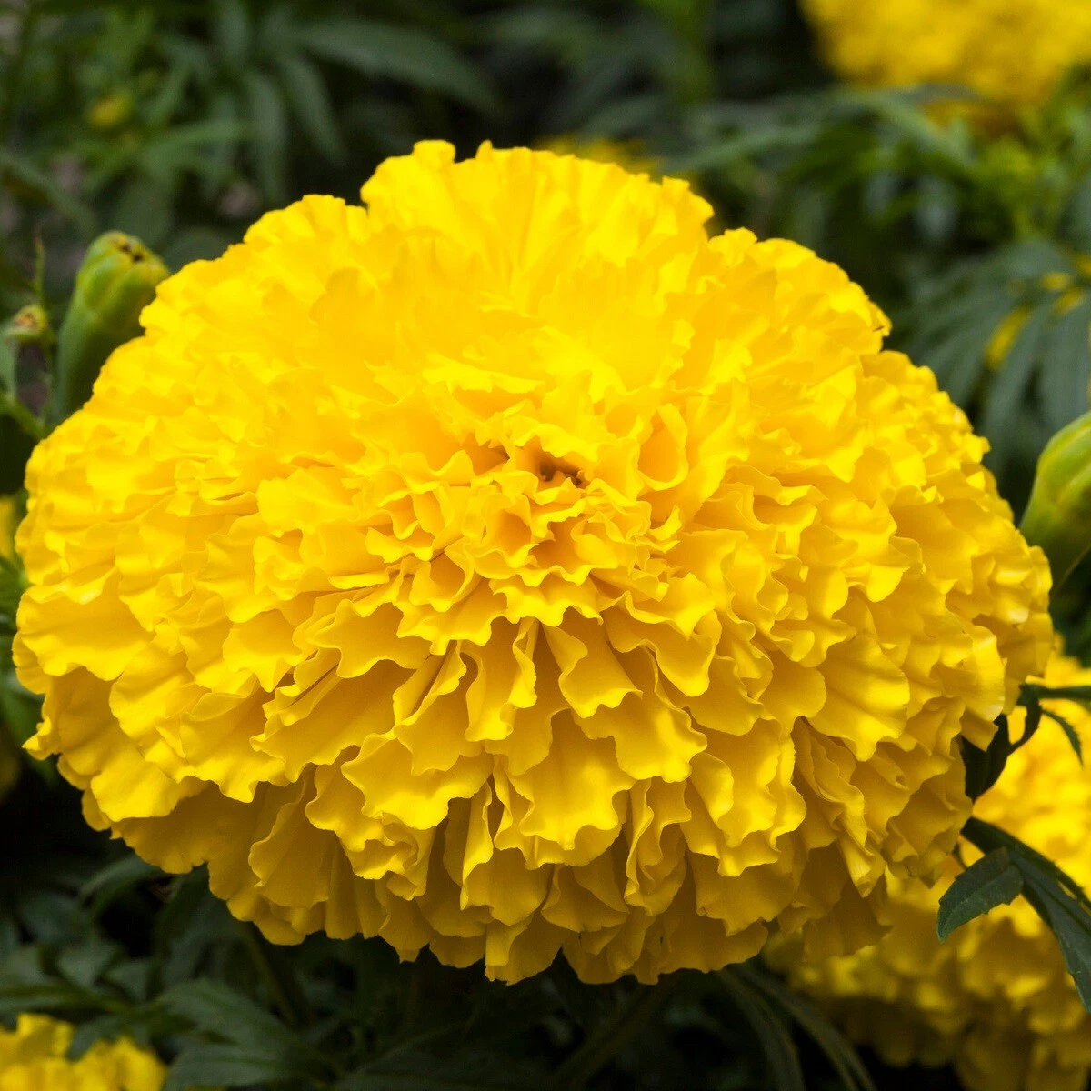 Marigold Seeds 25 Seeds Marigold Big Top Yellow African Marigold Seeds F1 - $14.53