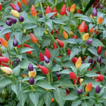 VC 20 Fire Cracker Pepper Seeds Fast Shipping US - $11.05 CAD