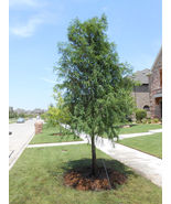 BALD CYPRESS TREE quart pot (Taxodiun distichun) live plants - $36.59