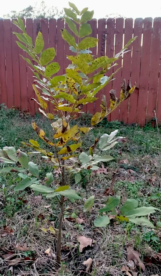 1 Bitternut Hickory Tree Carya Cordiformis Bare Root Live Plant 3’-5’ Ta... - $49.50