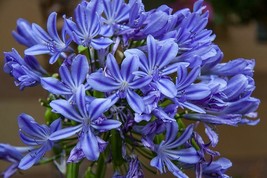 25 Seeds Lily Of The Nile Agapanthus Praecox  - $19.75