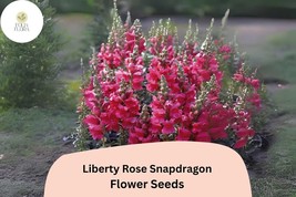 Antirrhinum majus Liberty Rose Snapdragon Seeds – 1000+ Soft Rose-Pink B... - $305.21 MXN