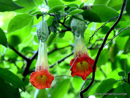 Semilir 10 Seeds Store Red Angel&#39;S Trumpet Brugmansia Sanguinea Flower Flowering - $22.07