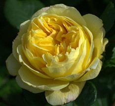 Charles Darwin English Rose Seeds 10 Per Pack Germination Instructions IncludedF - $8.35