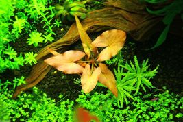 Aquarium Plants Nymphaea Rubra Bulb Dwarf Lily - £15.73 GBP