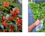 Live Plant - Red Flowering Fragrant Tea Olive ( osmanthus ) - ( 1 QT ) - £44.09 GBP