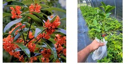 Live Plant - Red Flowering Fragrant Tea Olive ( osmanthus ) - ( 1 QT ) - £47.30 GBP