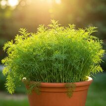 800 Dill Seeds Spring Insect Repellent Herb Spice - $6.52 CAD