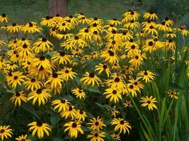 Rudbeckia Called Black Eyed Susan Hirta Eyed Flowering Sunflower Family 100 Seed - £8.30 GBP