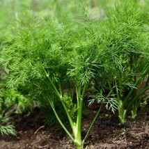 Grow Your Own Dill - Choose 100/400/2000 Quality Seeds Pack - Aromatic Herb for  - £3.95 GBP