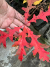 Northern Red Oak Quercus Rubra 1-2 year old - $25.20