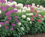 Cleome Spider Flower Seeds Mixed Colors ~ Easy To Grow 300 Pure Seeds - £4.68 GBP