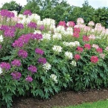 Cleome Spider Flower Seeds Mixed Colors ~ Easy To Grow 300 Pure Seeds - £4.71 GBP