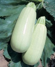 US Seller Free Shipping Squash Seeds 50 Seeds Summer Squash Italian Bianco - £11.09 GBP