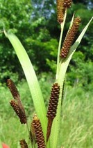 HSE Pinecone Cattail Seeds for Planting (50 Seeds) - Carex shortiana - Shorts Se - £11.16 GBP