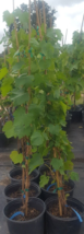 VICTORIA RED Seedless Table Grape Vine 4-6 FT Tall Live Plant Fast Grow Vinyard - £73.62 GBP