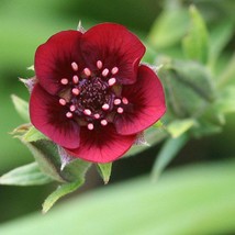 Potentilla Monarchs Velvet Seed Garden Fast Shipping - $9.89