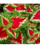 20 Pcs/Lot Coleus seeds DIY home garden - $4.70