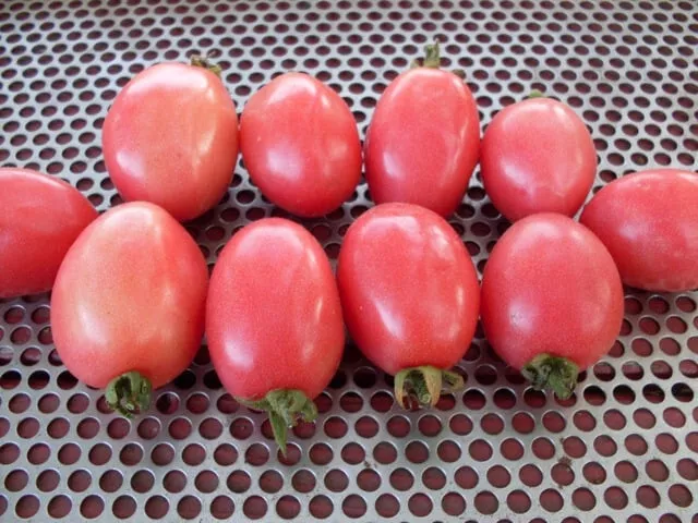 TISS 50 Seeds Phuket Egg Tomato Tomatoe Vegetable Edible Canning Garden ... - $8.99