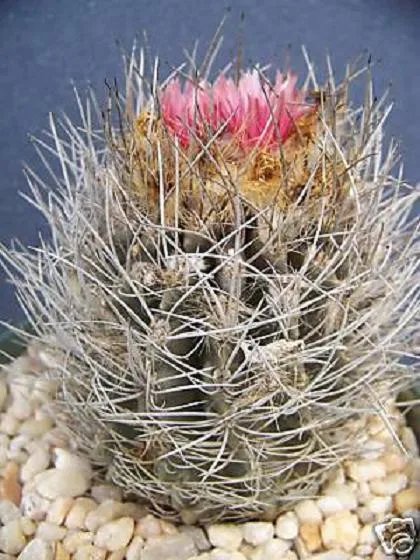 Neoporteria Taltanensis Rare Eriocise Nidus Pink Flor Cactus Cacti 30 Seeds Fres - £15.90 GBP