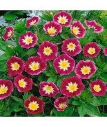 SML 50 Grey Striped Mammoth Sun To Plant Huge Vibrant Flower F Bulk Seeds - €15,94 EUR