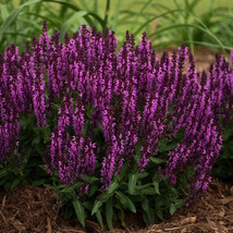 50 Bumbleberry Salvia Seeds Flower Perennial Flowers 601 Butterfly Gardening Fre - £11.87 GBP