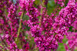 40 Chinese Redbud Cercis Chinensis Shrub Small Tree Pink Purple Flower Seeds Fre - $11.00