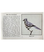 Blue Jay Bird Print 1931 Blue Book Birds Of America Antique Art PCBG13A - $473.55 MXN