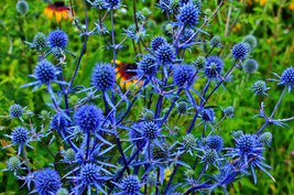 25 Seeds Blue Star Sea Holly Eryngium Heirloom Seeds For Swift Garden Makeovers - $9.90