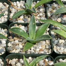 cactus Agave parryi Cacti Succulent real live plant - £29.59 GBP